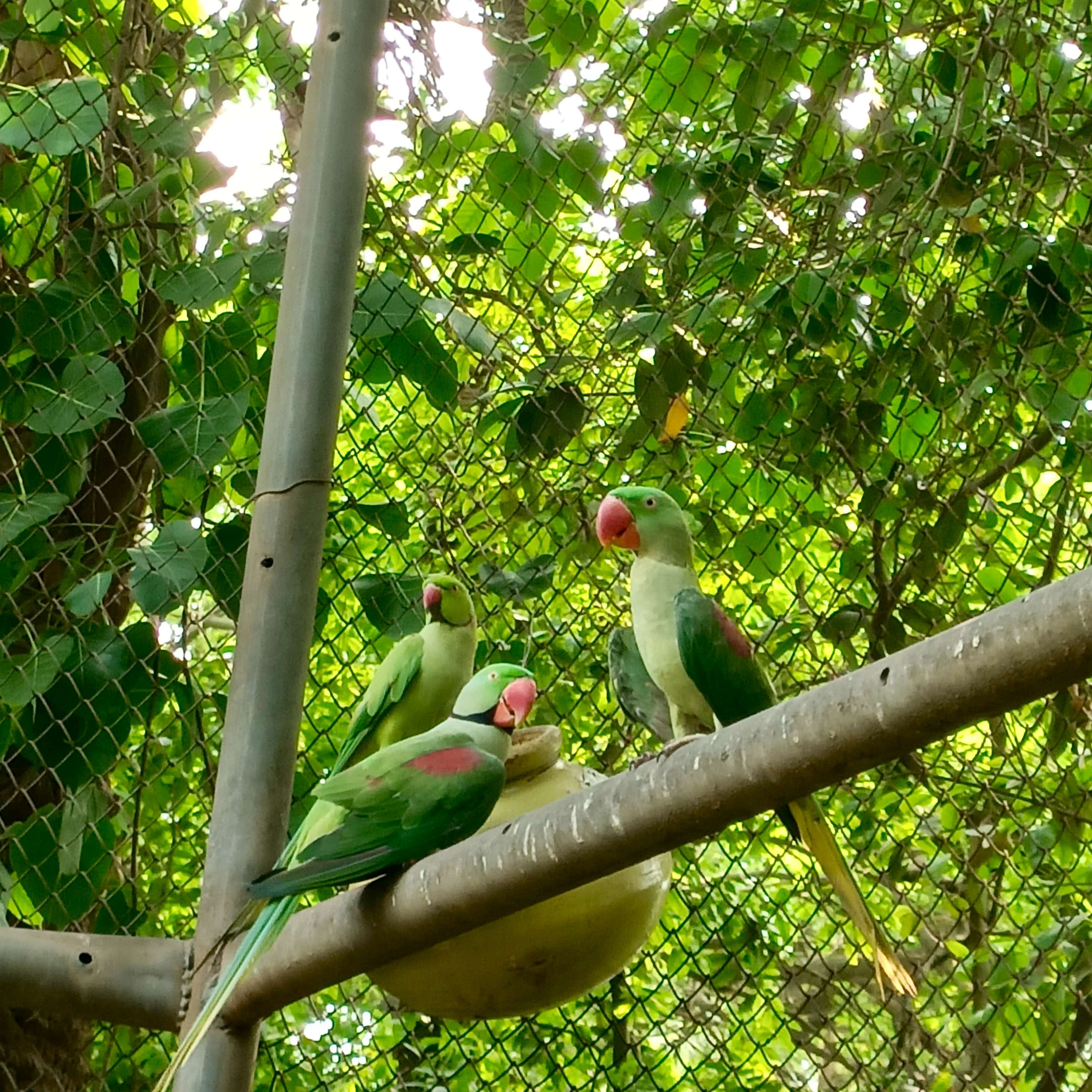 The Emerald Trio