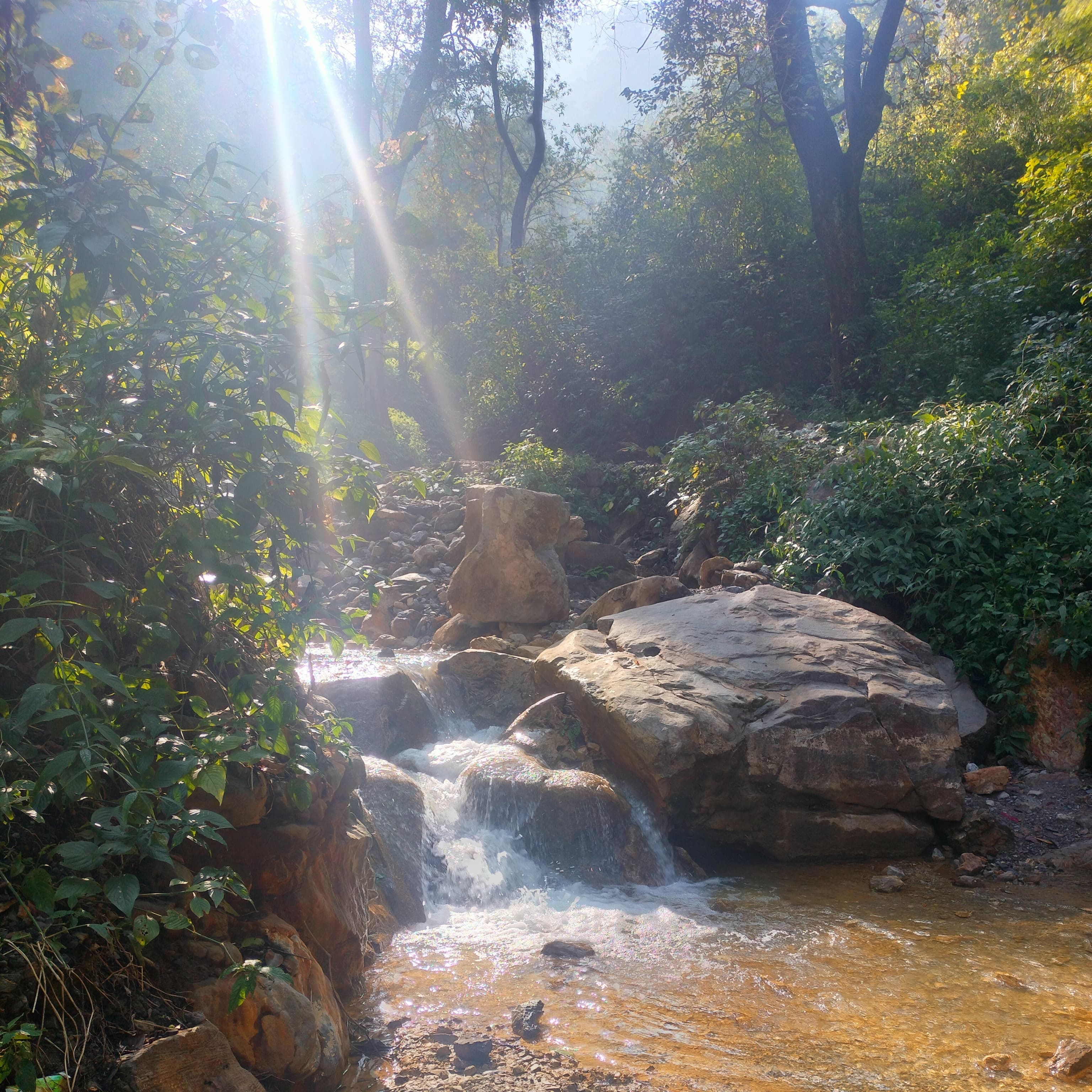 Golden Canopy Glow